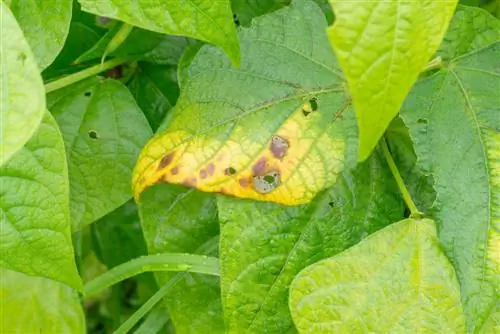 Broad beans: Black spots and their causes