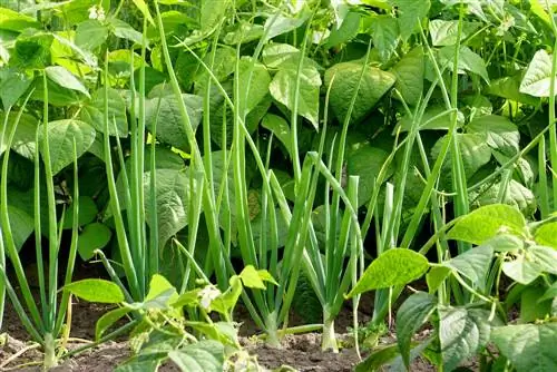 Slechte buren voor tuinbonen: dit is waar u rekening mee moet houden bij het telen van gemengde gewassen