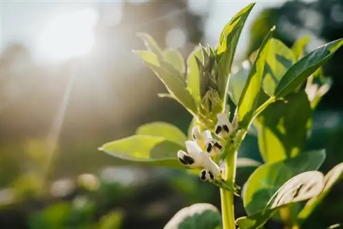 Broad beans: pangangalaga at paggamit ng mga pantulong sa pag-akyat sa hardin