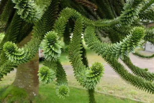 Abbattere un albero delle scimmie: quando e come farlo correttamente