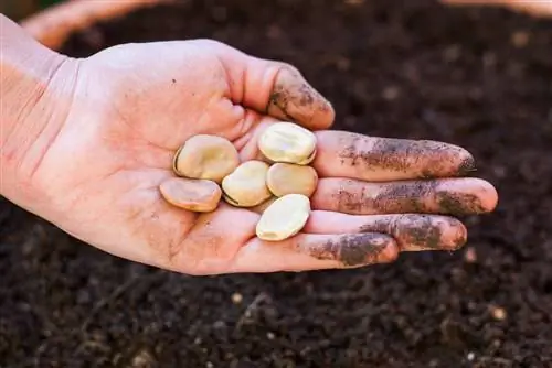 Menabur kacang buncis: Waktu dan prosedur yang tepat