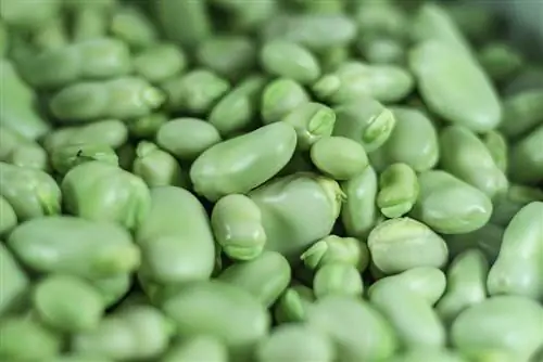 Difference between broad beans and white beans