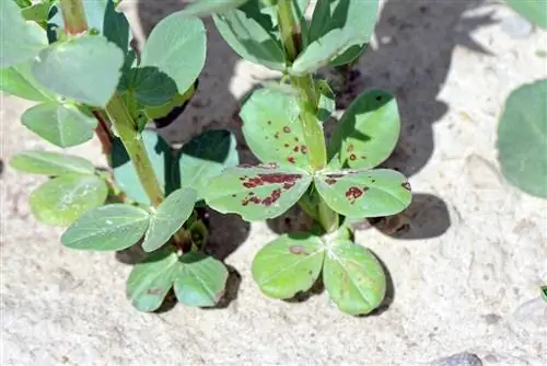 Chocolate spots on broad beans: what's behind them?