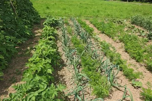 Tuinbonen gemengde cultuur