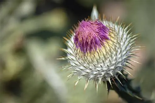 Donkey Thistle – The fascinating largest thistle in the world