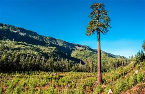 Douglas fir at tagtuyot: Gaano ito kahusay nakayanan ito?