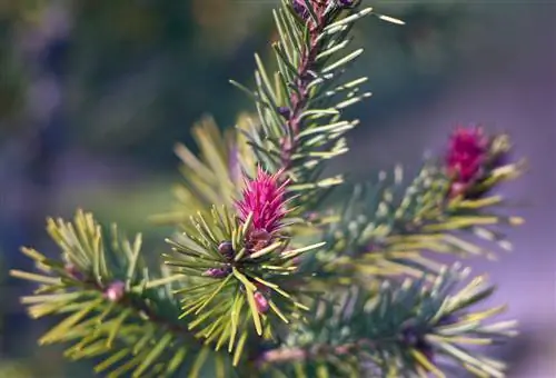 douglas fir-in-a-pot