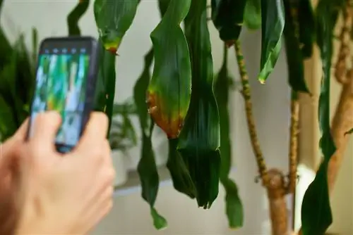 Tronco morbido sull'albero del drago: cosa fare?