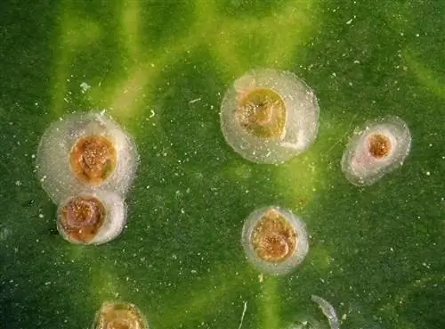 ivy scale insects