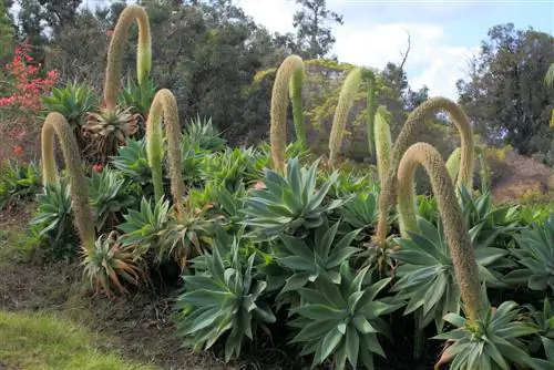 dragetræ agave