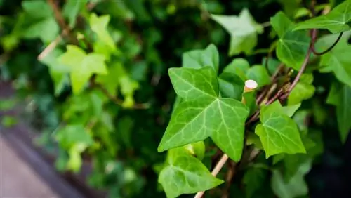 Recognize ivy: leaves, flowers and growth forms