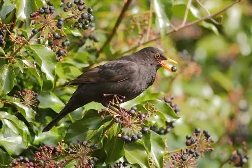 ivy-berries-পাখি