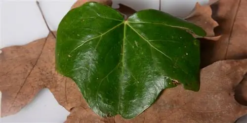 Bewaring van klimopblare: Dit is hoe jy klimop behoorlik droog