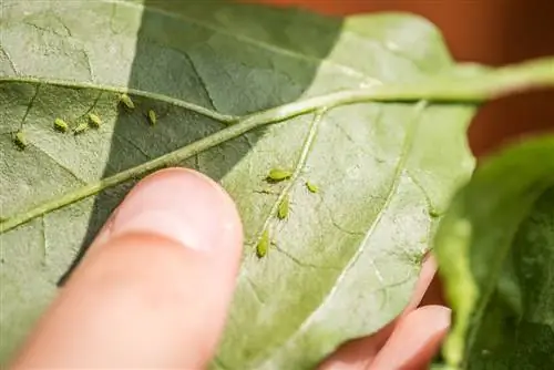 mravčia rastlina chilli