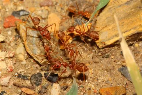 Gundua ulimwengu wa rangi wa mchwa: rangi na aina