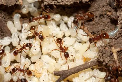 Fighting ant eggs