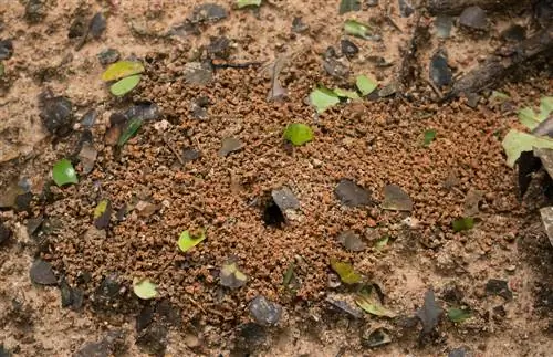 Ants and moisture: attraction or repulsion?