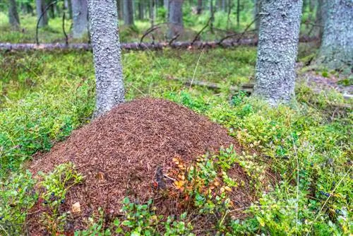 кумурскалар кенелерге каршы