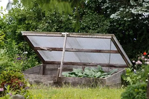 mieren-in-het-koude-bed