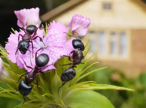 Ants in the garden house? Here's how to get rid of them