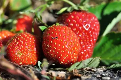 hormiga cama elevada fresas