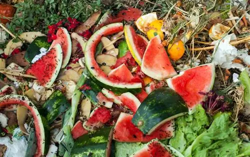 Formiche nel compost: buone o cattive per marcire?