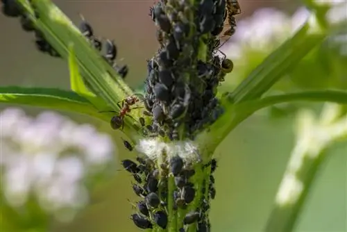 Hormigas en una maceta de lavanda: causas, consecuencias y soluciones