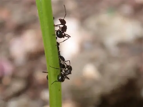 formigas no canteiro de ervas