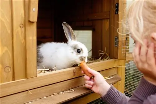 ants-in-the-rabbit-hutch