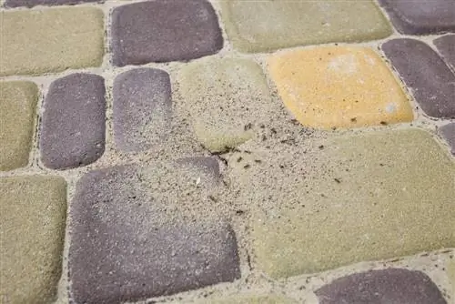 ants-in-the-pavement