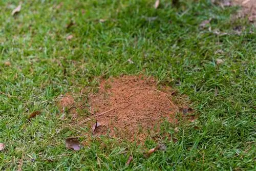 Formiche nel prato: fanno bene o male al giardino?