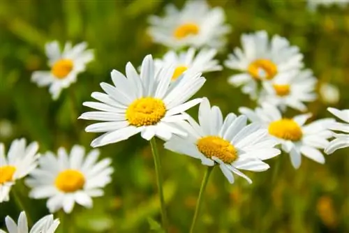 Tusenfryd vs. tusenfryd: størrelse, blomstringstid og typer