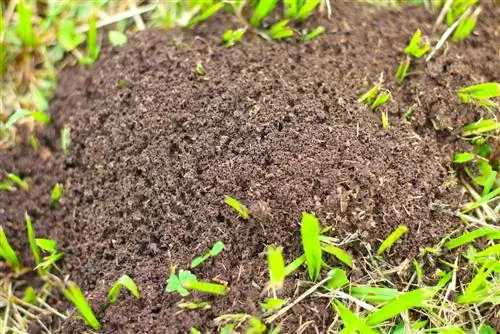 Fighting ants in the meadow: effective methods