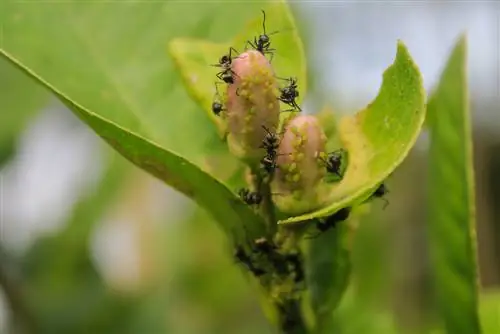 mrówki w ziemi drzewa cytrynowego