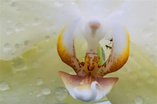 hormigas en orquídeas