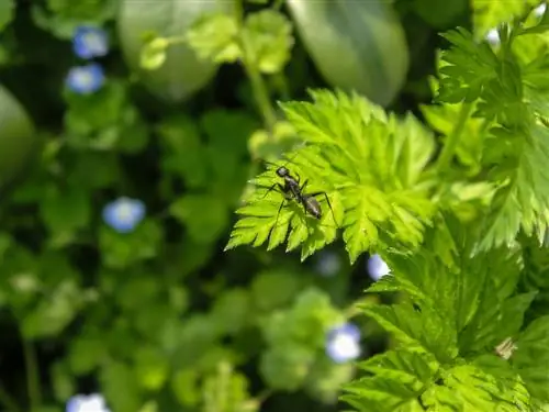 Ants in parsley: harmful or harmless?