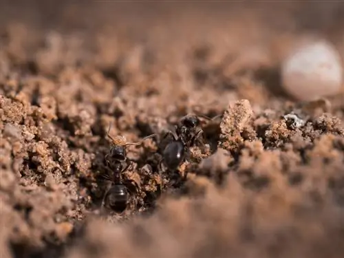 Formiche nel terreno: aiutanti o parassiti in giardino?