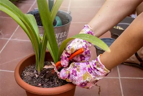 Amaryllis aangeraak: wat om te doen en watter gevare is daar?