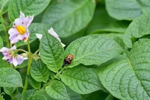 pommes de terre fourmis