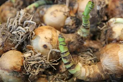 Wanneer is het tijd om de amaryllis uit de kelder te halen?