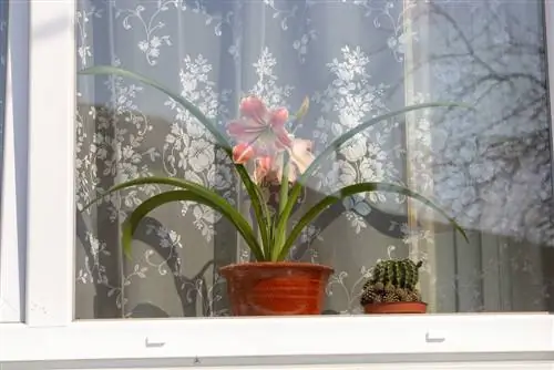 gaano katagal ang amaryllis