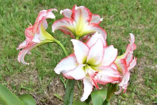 Mantenga a Amaryllis afuera: cree las condiciones perfectas