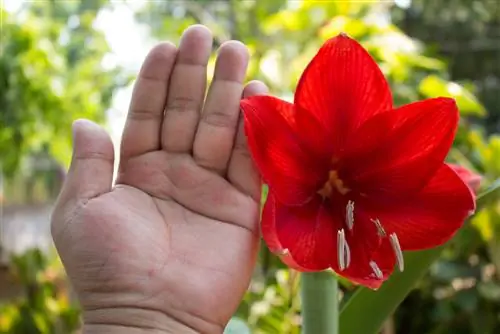 Amaryllis imevunjika: nini cha kufanya na jinsi ya kuizuia?