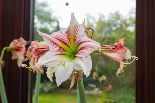 Amaryllis: Nws tawg paj ntau npaum li cas thiab kuv yuav tu nws li cas?