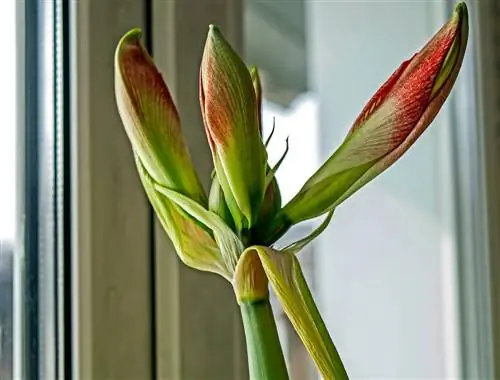 lo stelo dell'amaryllis si piega