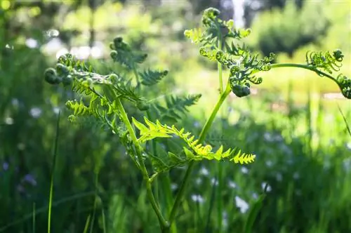 Is it safe to eat bracken? Truth revealed