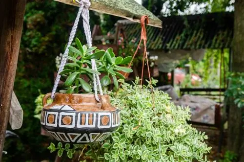 lokasi pokok baobab di luar