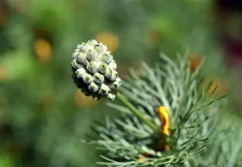 Multiplica los floretes de Adonis: recoge semillas y siémbralas correctamente