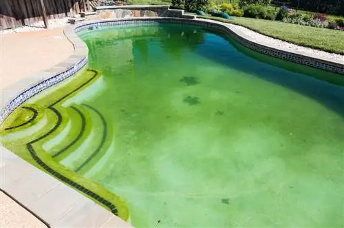 Algae on the pool floor: effective cleaning methods and tips