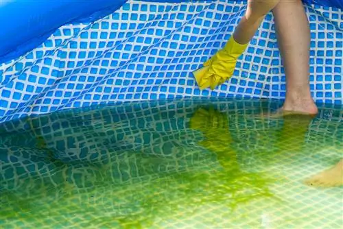 Elimina les algues del revestiment de la piscina: mètodes i consells efectius